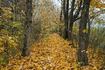 Obraz premium tourist walk through the autumn forest