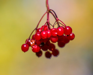 red berries