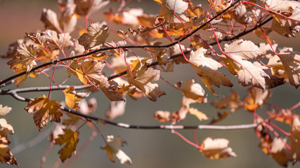 autumn leaves on the tree