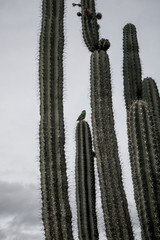 parrot alone in the desert