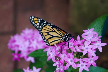 Fototapeta na wymiar butterfly on purple flower