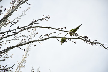 Cotorra Argentina en árbol
