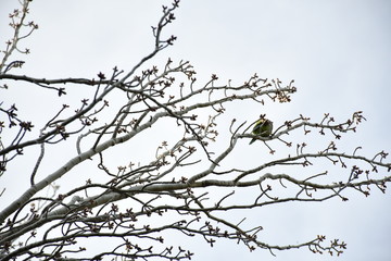 Cotorra Argentina en árbol