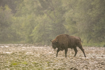 European bison (Bison bonasus) in the river. Bieszczady Mountains. Poland
