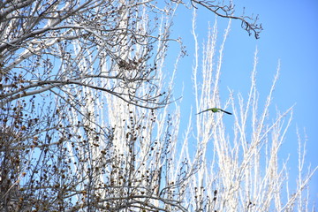 Cotorra Argentina en &aacute;rbol