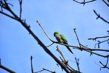 Cotorra Argentina en árbol