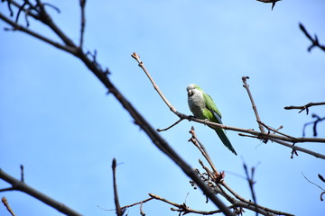 Cotorra Argentina en árbol