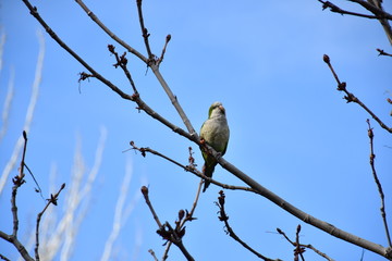 Cotorra Argentina en árbol