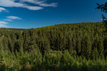 Fototapeta premium Forest in National park Sumava in color autumn sunny morning with meadows