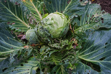 ripe cabbage eaten by worms