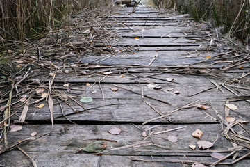 walking along the wooden pier in the reeds