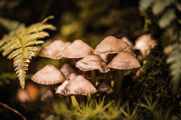 mushroom in forest