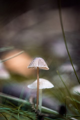 Fototapeta premium umbrella on grass