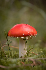 mushroom in the forest