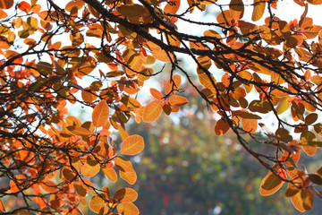 Orange leaves, beautiful autumn background, sunny day in the forest