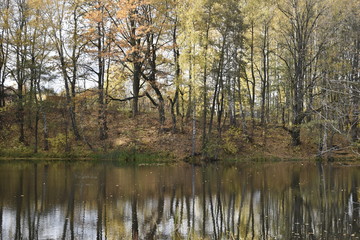 reflection of trees in water
