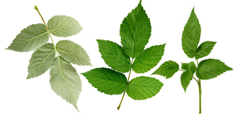 set of green leaves and raspberry branches isolated on a white background