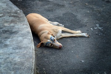Perro de Bangkok que ha sufrido la travesura de algún niño.