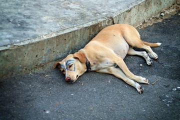 Perro de Bangkok que ha sufrido la travesura de algún niño.