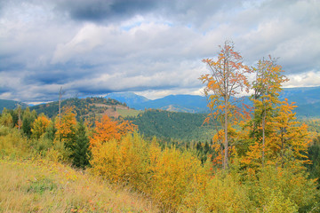 Autumn forest in the Carpathian mountains.