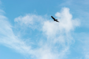 bird in the sky