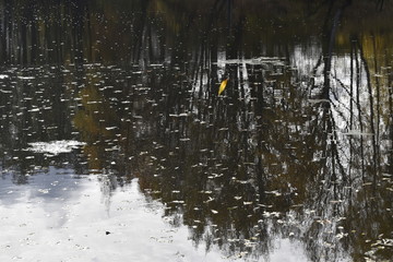reflection of trees in water