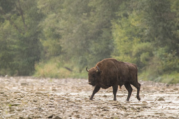 European bison (Bison bonasus) in the river. Bieszczady Mountains. Poland