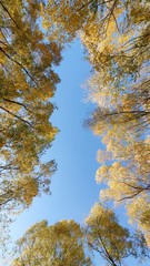 trees in autumn