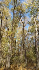 Fototapeta premium trees in autumn