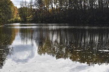 reflection of trees in water