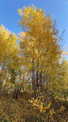 Obraz premium yellow trees in autumn