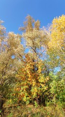 Fototapeta premium tree in autumn