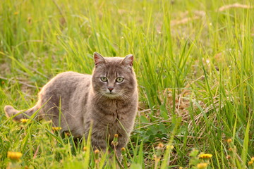 Сat walks in the young grass