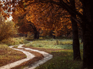 Fototapeta na wymiar forest country road . late autumn