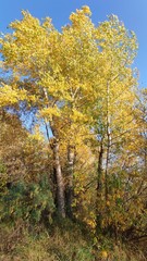 yellow trees in autumn