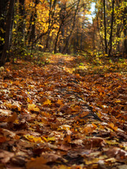 Beautiful dry leaves lie on the ground in a colorful autumn forest. Carpet of autumn leaves background