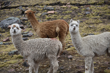 Alpacas in the mountains near Ausungate, Cusco, Peru