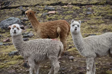 Fotobehang Alpacas in the mountains near Ausungate, Cusco, Peru © Mark
