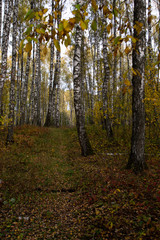 Fototapeta premium Birch in the autumn forest in October