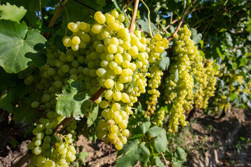 The grapes vineyard, agriculture (Turkey Izmir vineyards)