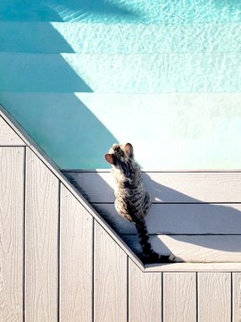 Cat looking at pool.