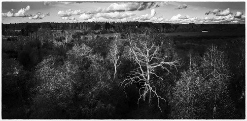 Latvian autumn nature. Forest and cloudy sky. Black and white.