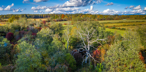 Latvian autumn nature. Forest and cloudy sky. View from the top.