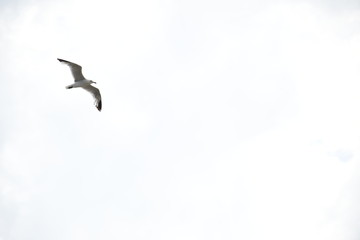 Gaviota volando