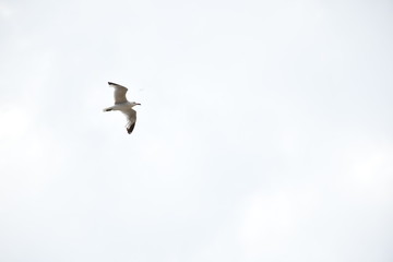 Gaviota volando