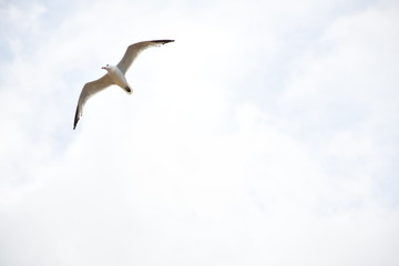 Gaviota volando