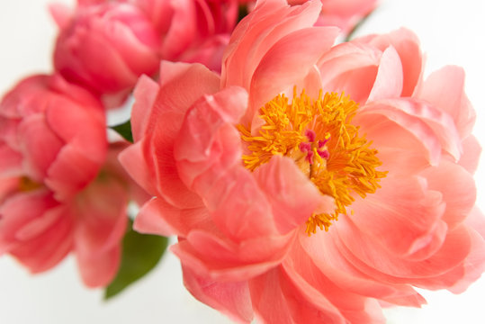 Close up of peonies