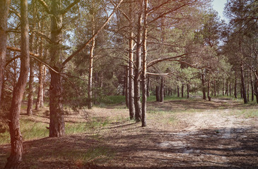green coniferous forest on a sunny summer day