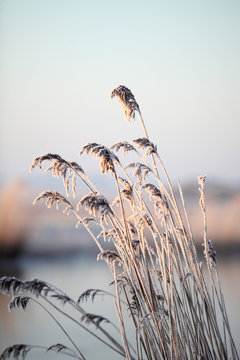 Cold winter morning on the Dutch countryside