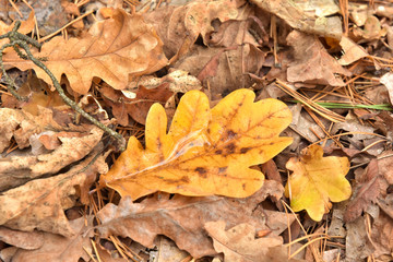 Fallen yellow oak leaf with raindrops. Fallen oak leaves with dew. Autumn oak leaves.water drops on fall oak leaves closeup. Dry Autumn Leaf Covered by Water Drops of Rain on the ground. Autumn leaves